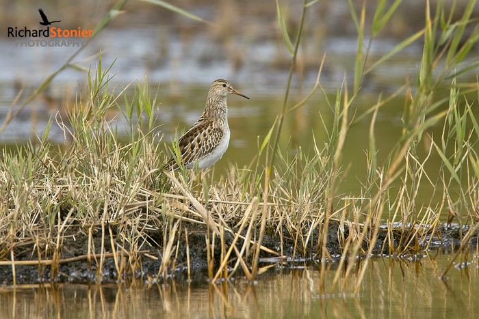 Pectoral Sandpiper