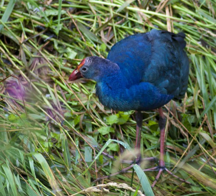 Purple Gallinule