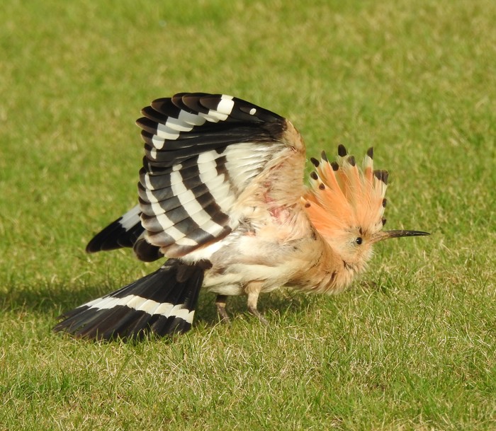 Hoopoe