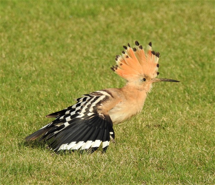 Hoopoe