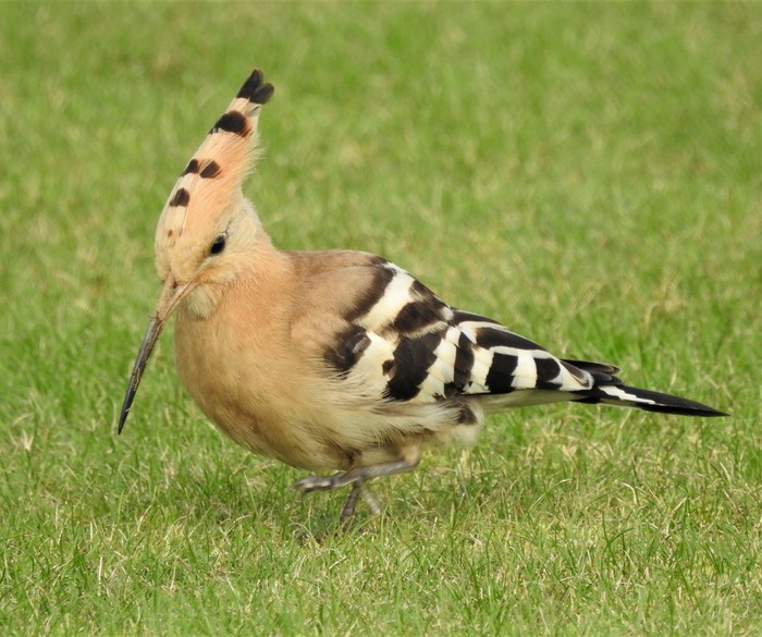 Hoopoe