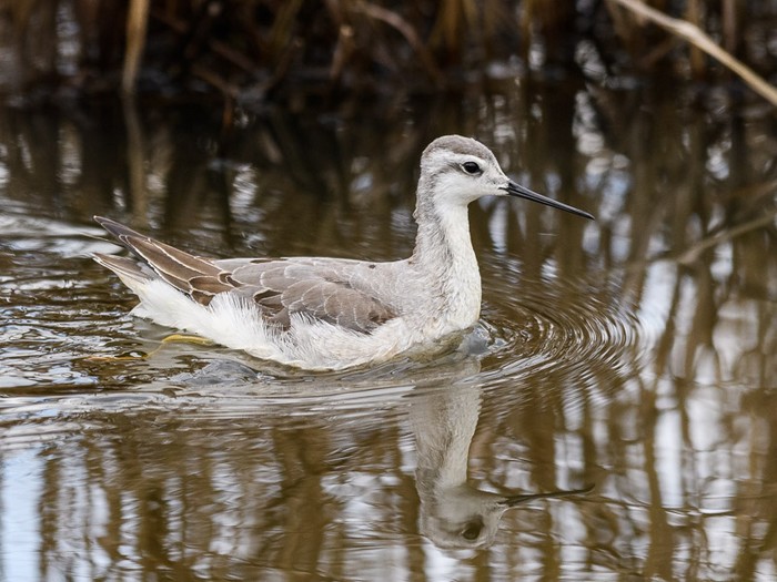 Wilson's Phalarope