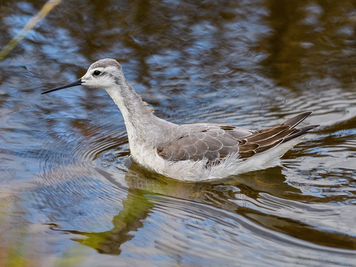 Wilson's Phalarope