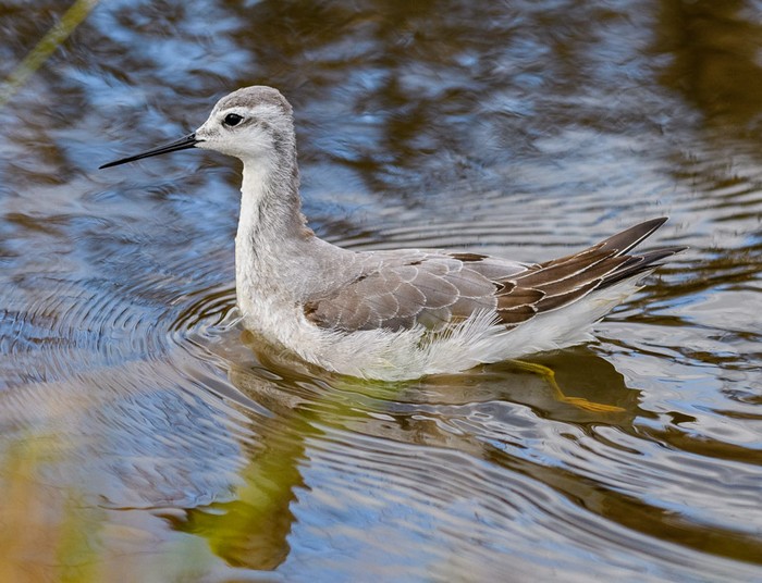 Wilson's Phalarope
