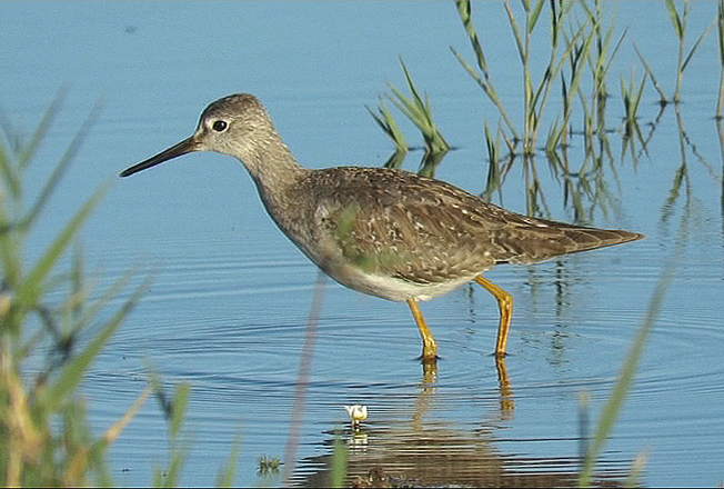Lesser Yellowlegs