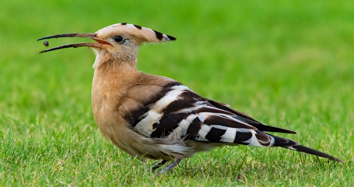 Hoopoe
