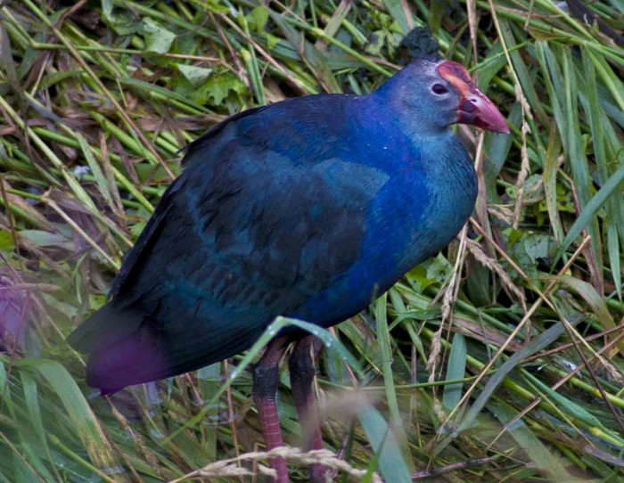 Purple Gallinule