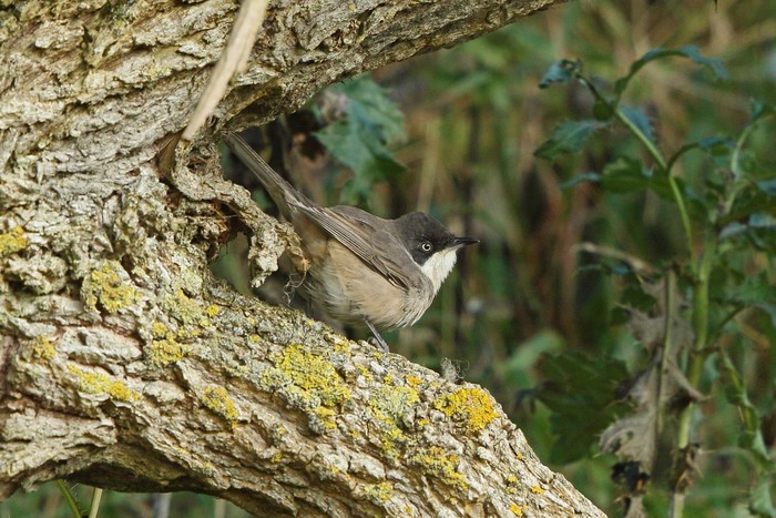 Western Orphean Warbler