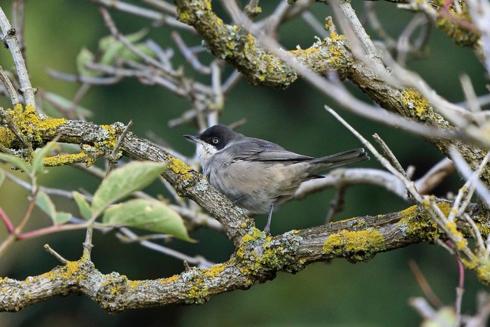 Western Orphean Warbler