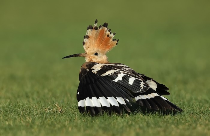 Hoopoe