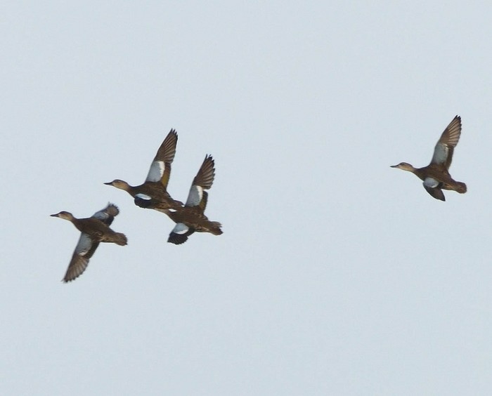 Blue-winged Teal