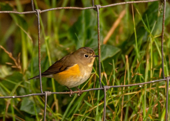 Red-flanked Bluetail