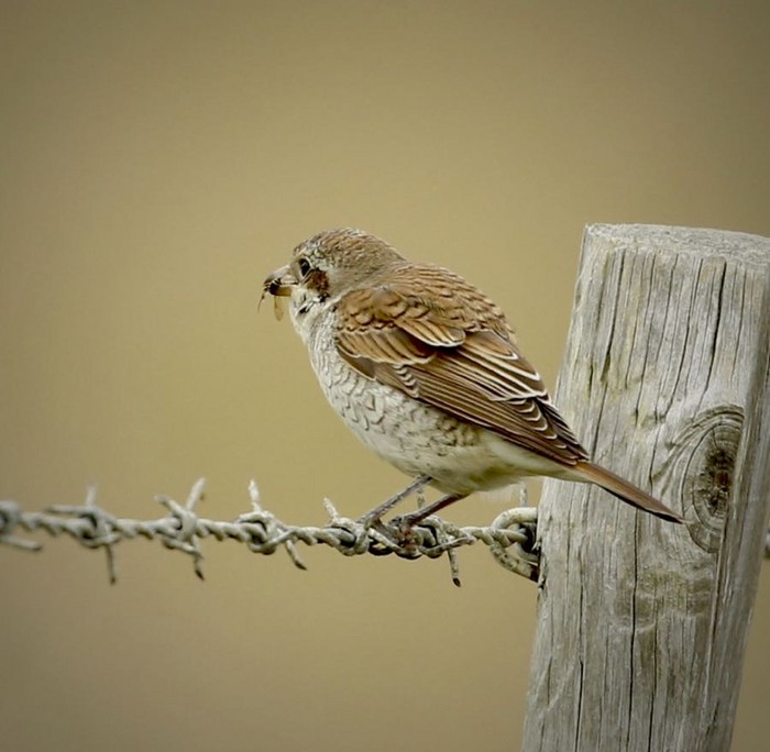 Red-backed Shrike
