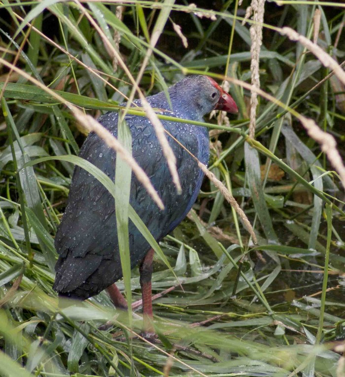 Purple Gallinule