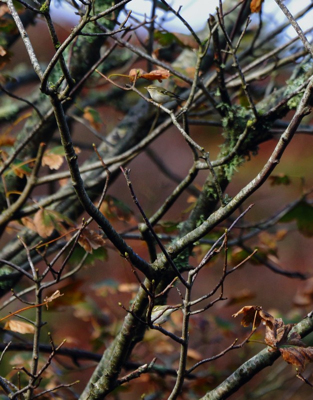 Yellow-browed Warbler