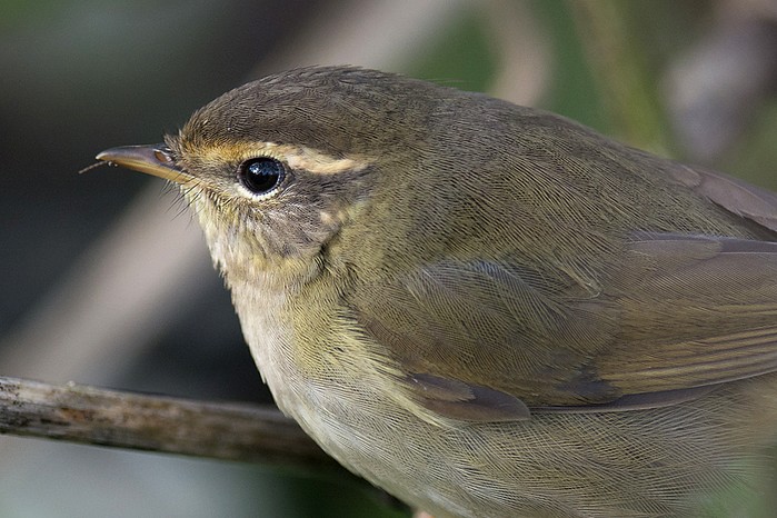 Radde's Warbler