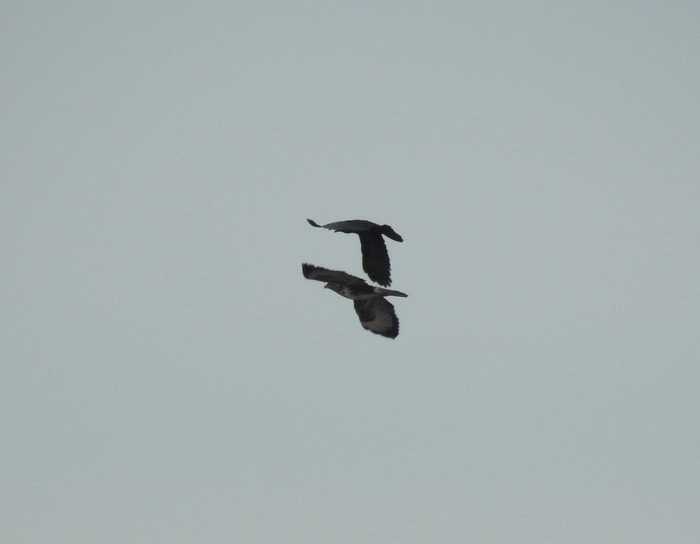 buzzard 