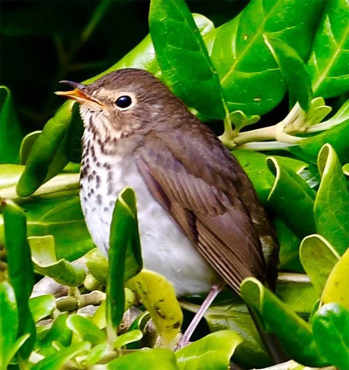 Swainson's Thrush