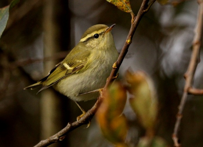 Yellow-browed Warbler