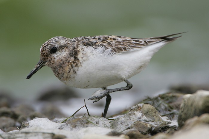 Sanderling