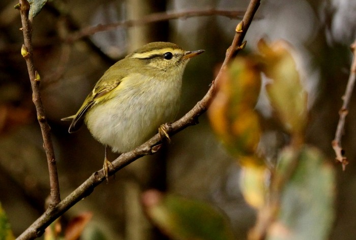 Yellow-browed Warbler