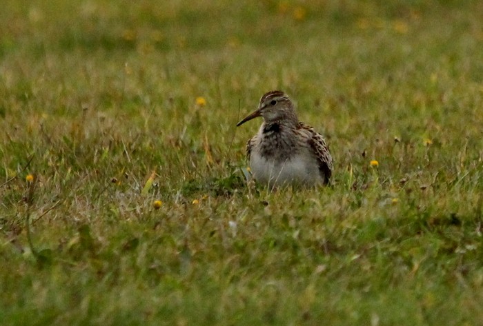 Pectoral Sandpiper