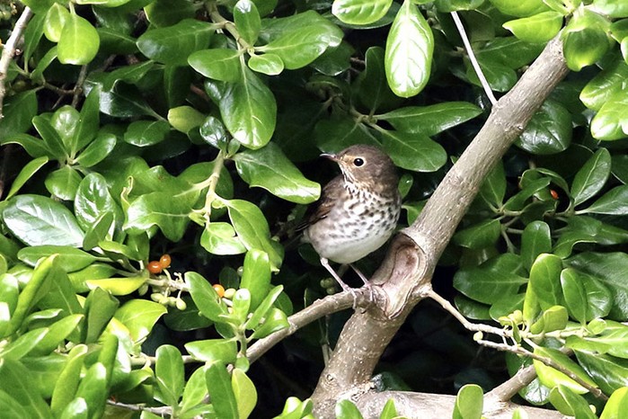 Swainson's Thrush