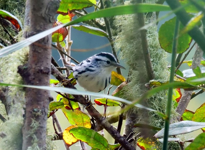 Black-and-white Warbler