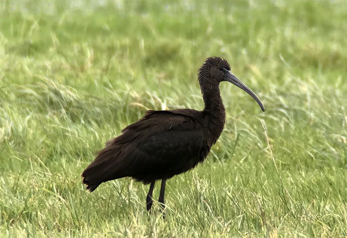 Glossy Ibis