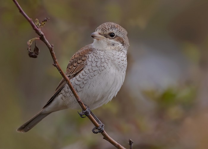 Red-backed Shrike