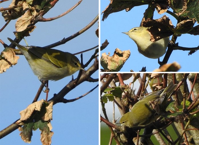Tennessee Warbler