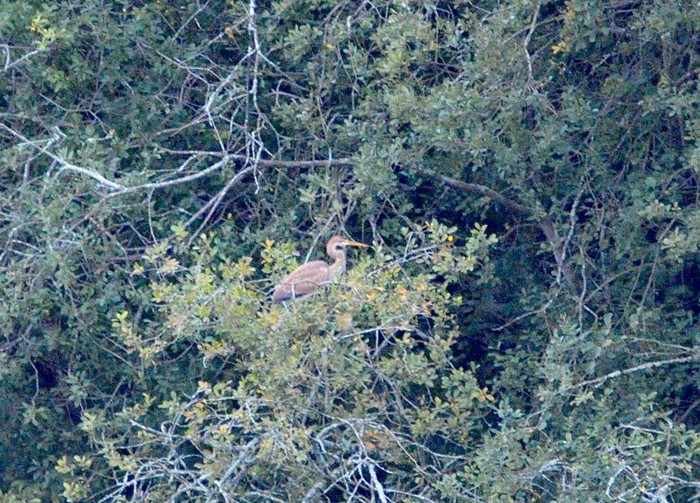 Purple Heron