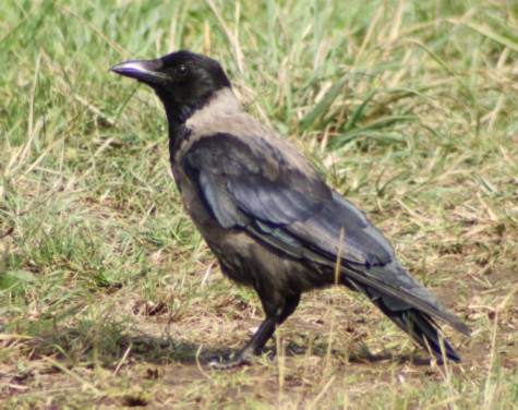 Carrion Crow