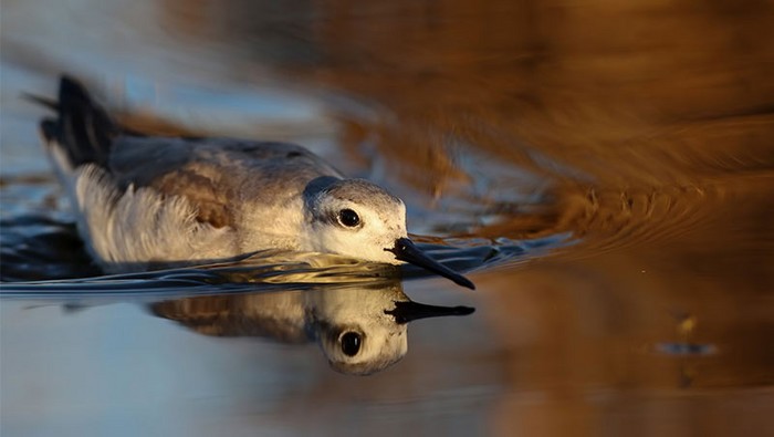 Wilson's Phalarope