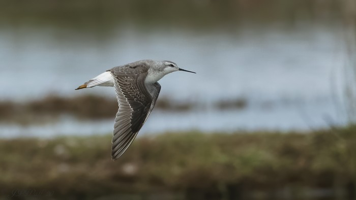 Wilson's Phalarope
