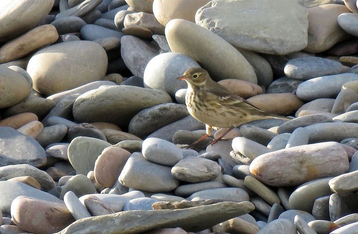 American Buff-bellied Pipit