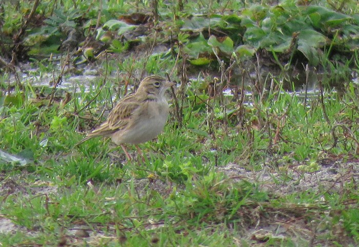 Short-toed Lark