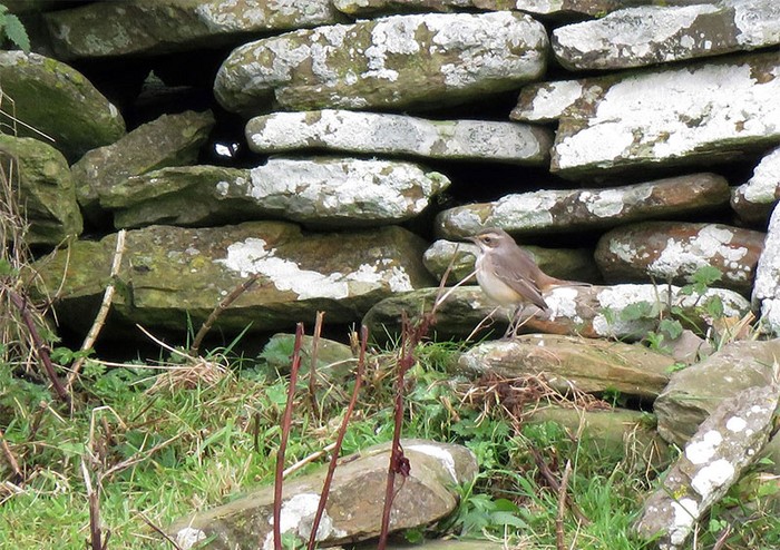 Bluethroat