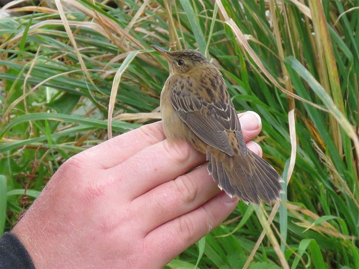 Pallas's Grasshopper Warbler
