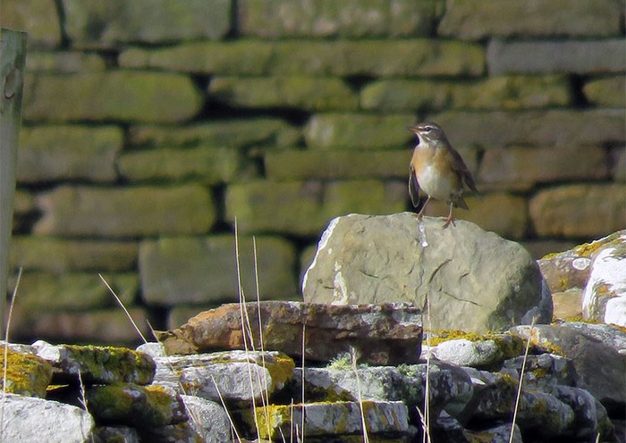 Eyebrowed Thrush