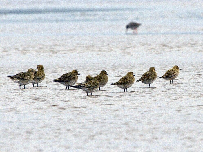Pacific Golden Plover