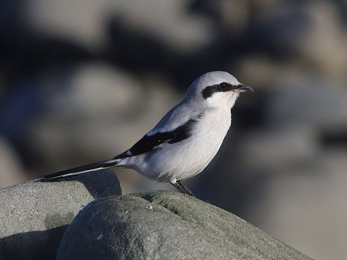 Great Grey Shrike