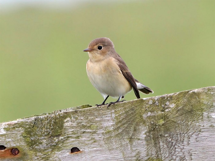 Red-breasted Flycatcher