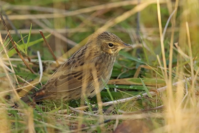 Lanceolated Warbler