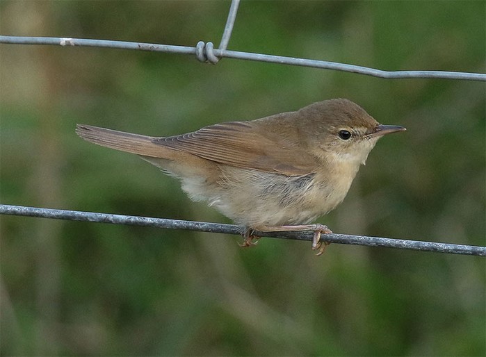 Blyth's Reed Warbler