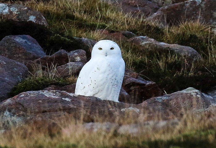 Snowy Owl