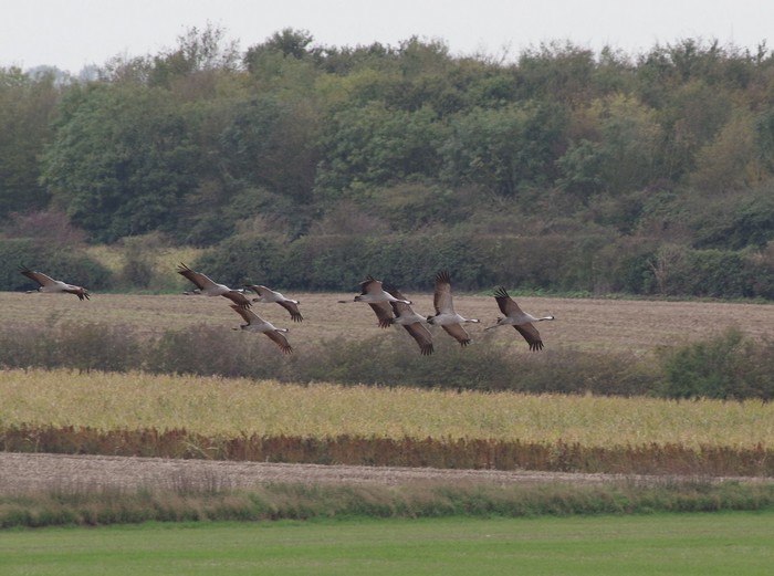 Common Crane