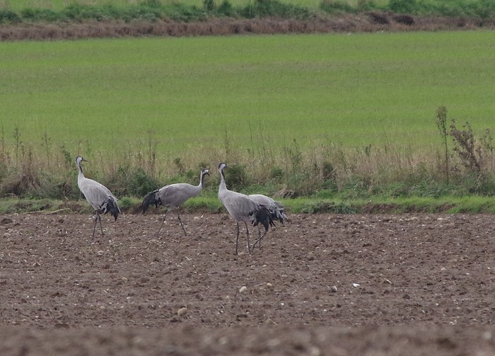 Common Crane