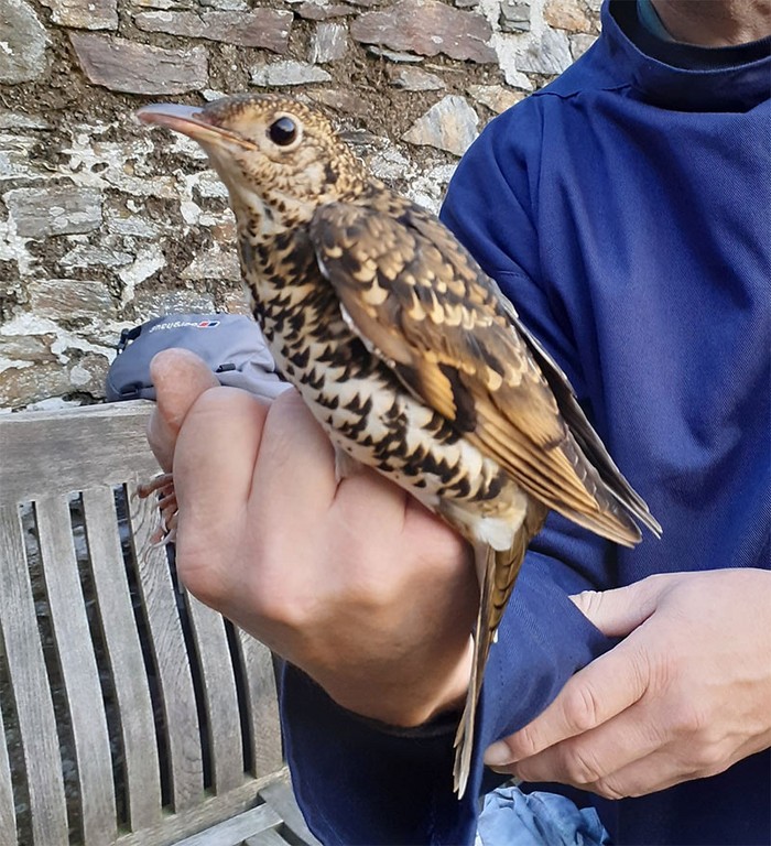 White's Thrush