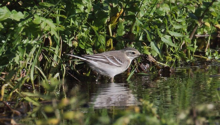 Citrine Wagtail